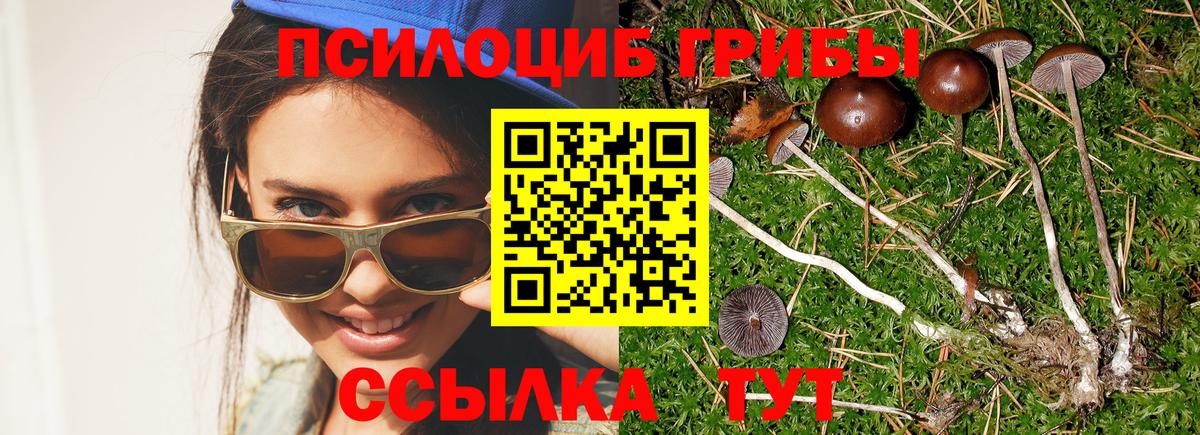 Хасавюрт  Галлюциногенные грибы Psilocybe  Вход с VPN  Псилоцибиновые грибы мухоморы 