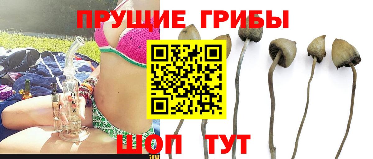 Псилоцибиновые грибы GOLDEN TEACHER Хасавюрт